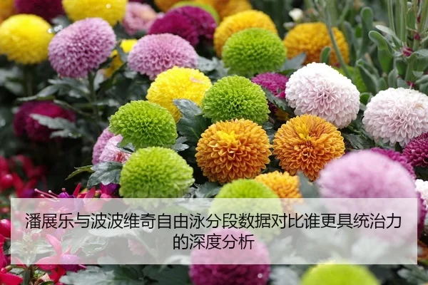 潘展乐与波波维奇自由泳分段数据对比谁更具统治力的深度分析